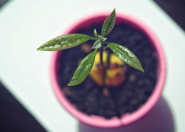 Foto primer plano de una planta en maceta