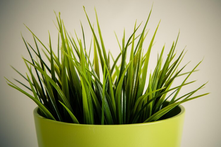 Foto primer plano de una planta en maceta