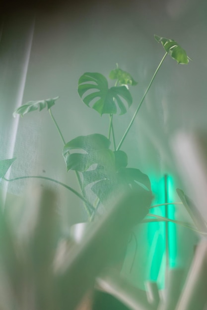 Foto primer plano de una planta en maceta