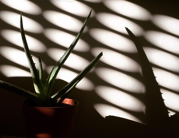 Foto primer plano de una planta en maceta