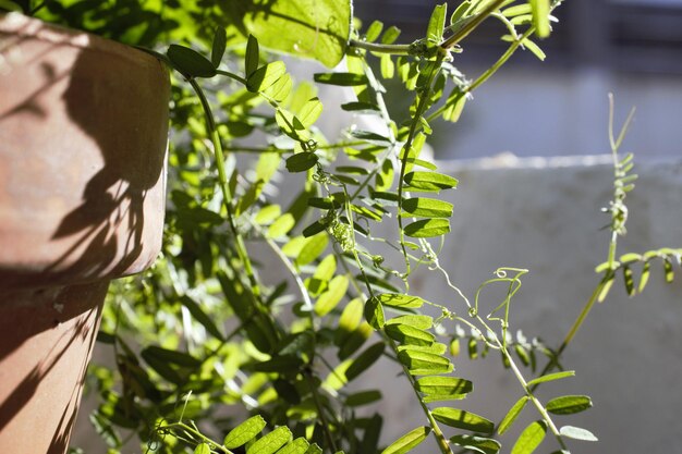 Foto primer plano de una planta en maceta