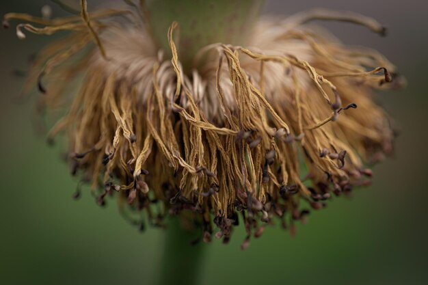 Foto primer plano de una planta marchita