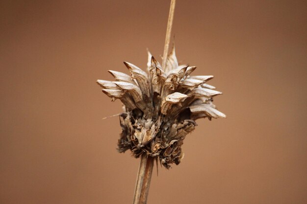 Foto primer plano de una planta marchitada