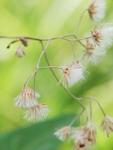 Foto primer plano de una planta marchitada