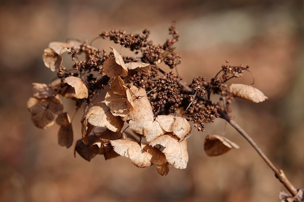 Foto primer plano de una planta marchitada