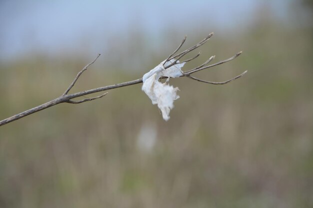 Foto primer plano de una planta marchitada