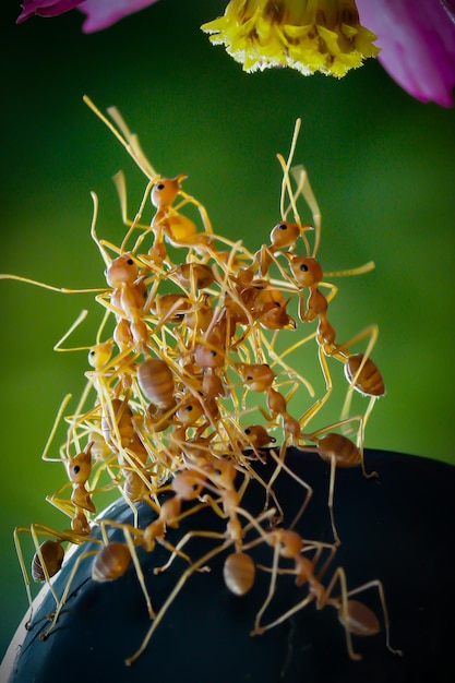 Foto primer plano de una planta marchitada