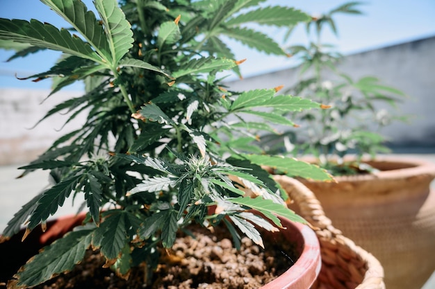 Foto primer plano de una planta de marihuana haciendo flores para su posterior consumo