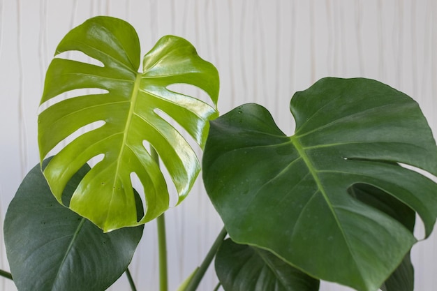 Un primer plano de una planta de monstera con un fondo blanco.