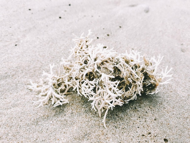 Foto primer plano de una planta muerta en la arena