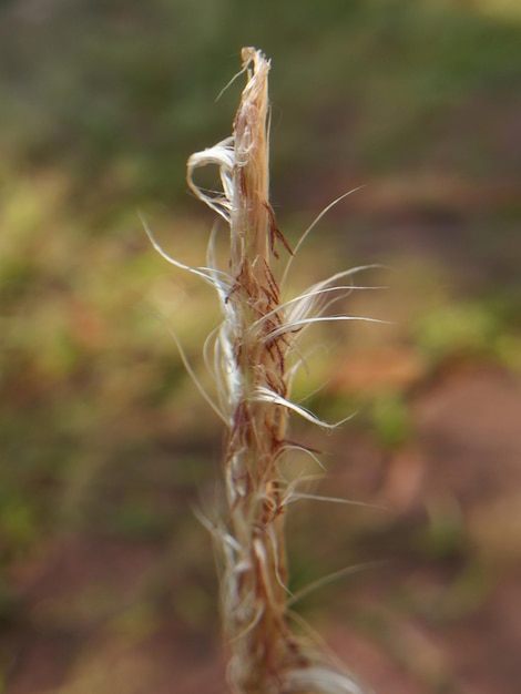 Foto primer plano de una planta muerta en el campo