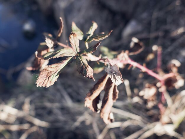 Foto primer plano de la planta muerta