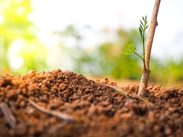 Primer plano de la planta muerta