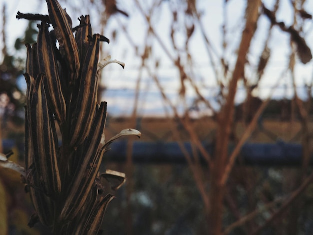 Foto primer plano de la planta muerta