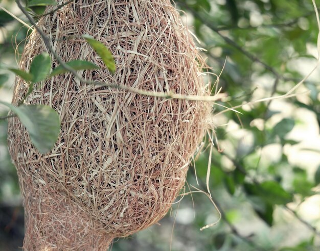 Foto primer plano de la planta en el nido