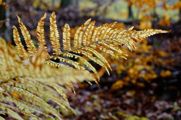 Foto primer plano de la planta durante el otoño