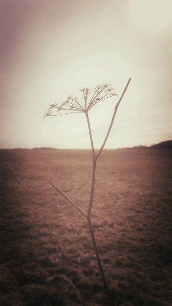 Foto primer plano de la planta en el paisaje contra un cielo despejado