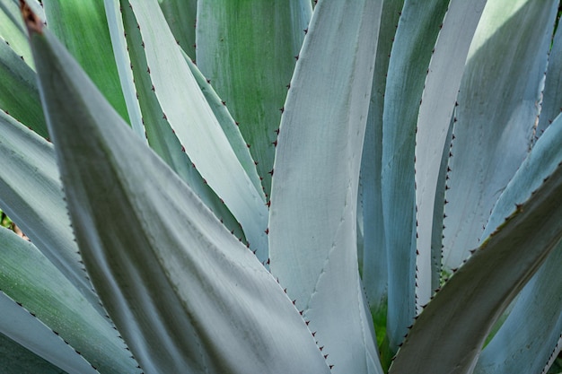 Un primer plano de una planta con la palabra agave