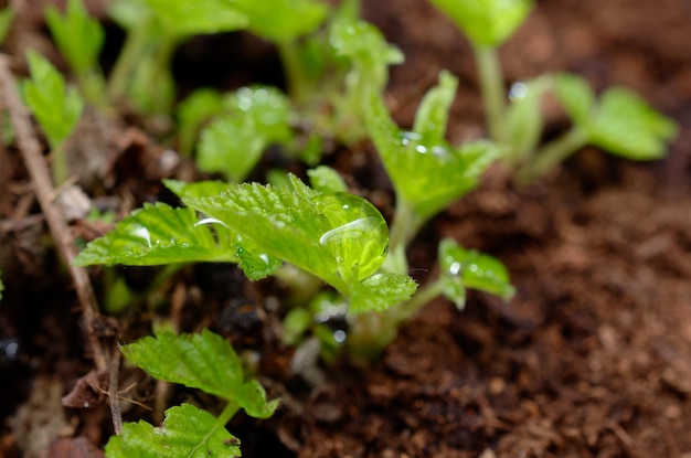 Un primer plano de una planta con la palabra "agua" en ella