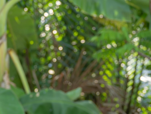 Un primer plano de una planta con la palabra jungla