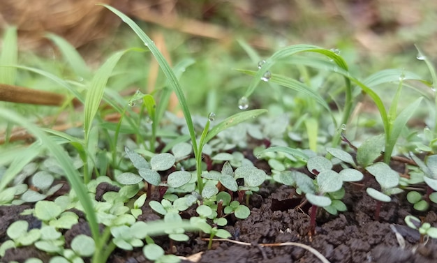 Un primer plano de una planta con la palabra semilla