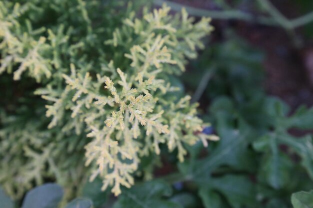 Foto un primer plano de una planta con una pequeña flor en ella