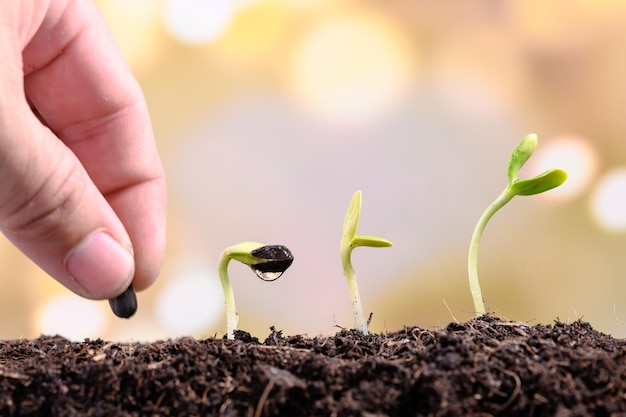 Foto primer plano de una planta pequeña en la mano