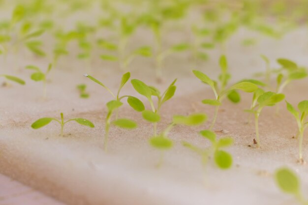 Foto primer plano de una planta pequeña