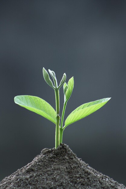 Primer plano de una planta pequeña