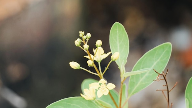 Foto primer plano de una planta pequeña