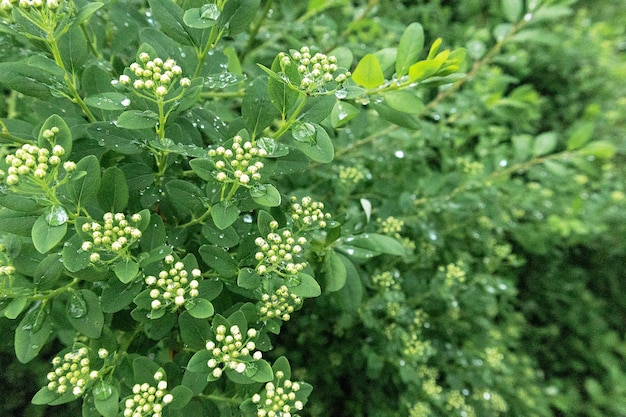 Un primer plano de una planta con pequeñas flores blancas