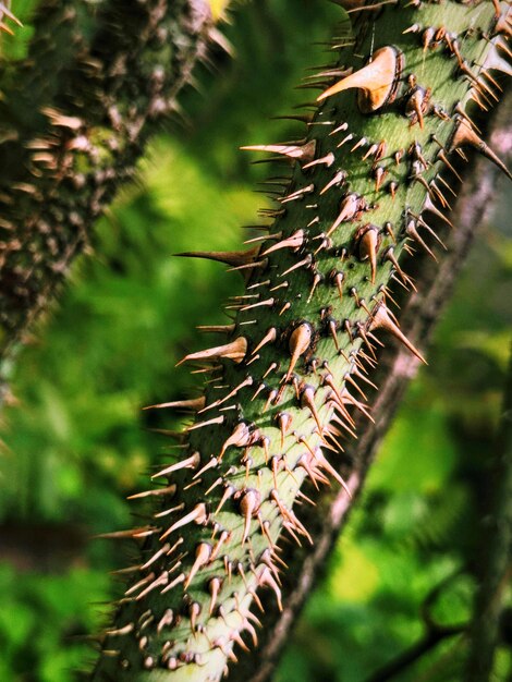 Foto primer plano de la planta con picos