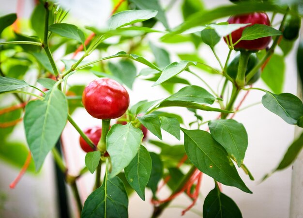 Foto primer plano de una planta de pimienta roja contra un fondo blanco