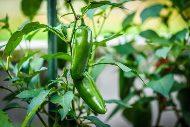 Foto primer plano de la planta de pimienta