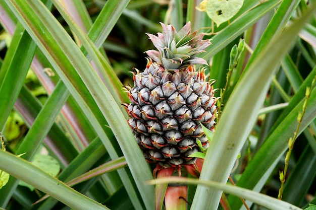 Primer plano de la planta de piña con fruta