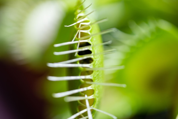 Un primer plano de una planta con una planta con un fondo verde