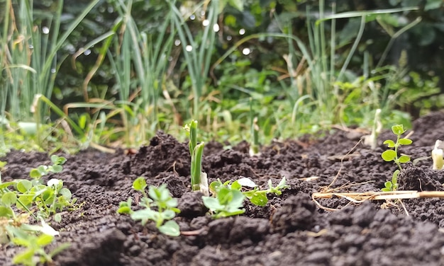 Un primer plano de una planta con una planta verde en el fondo