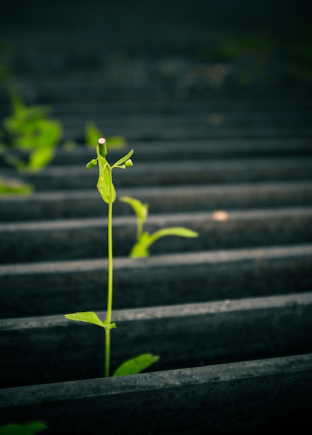 Foto primer plano de una planta que crece al aire libre