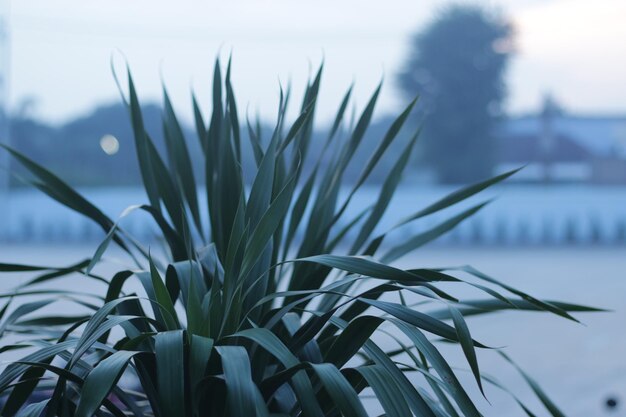 Foto primer plano de una planta que crece al aire libre