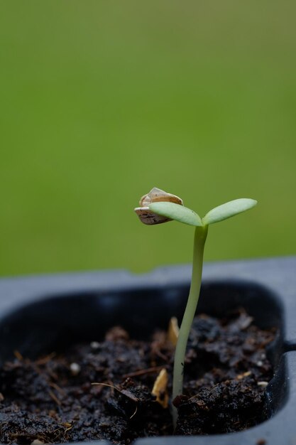 Foto primer plano de una planta que crece al aire libre