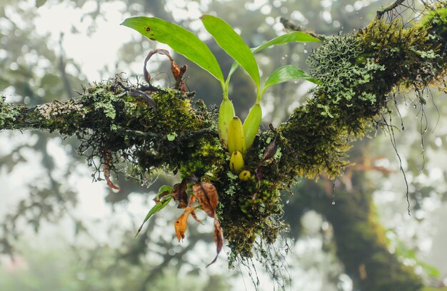 Foto primer plano de una planta que crece en un árbol