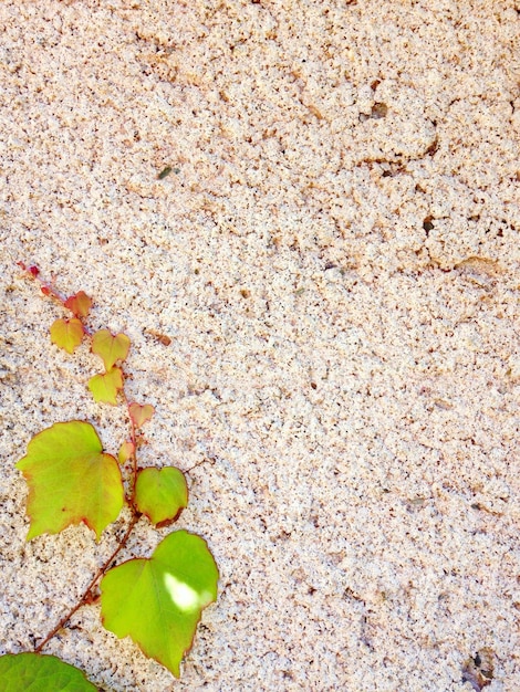 Foto primer plano de una planta que crece en la arena