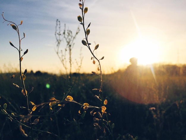 Foto primer plano de la planta que crece en el campo al atardecer