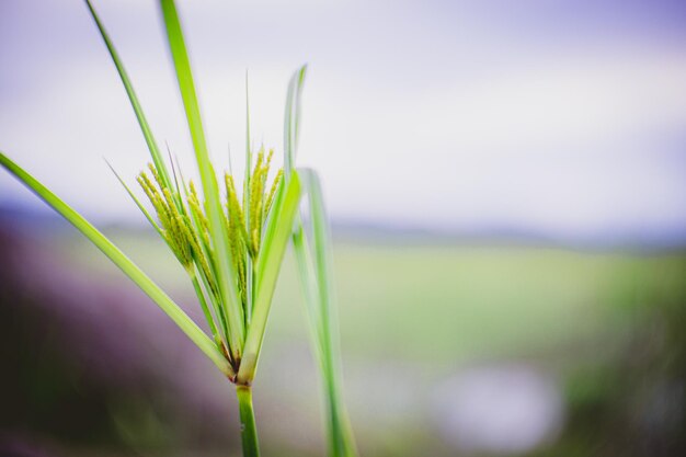 Foto primer plano de una planta que crece en el campo contra el cielo