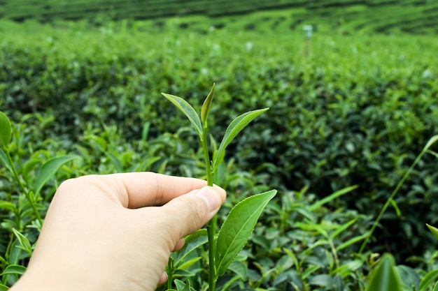 Foto primer plano de una planta que crece en el campo con la mano