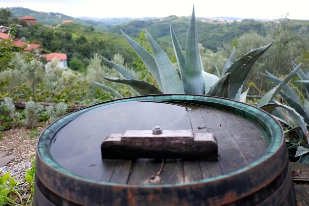 Foto primer plano de una planta que crece en el campo