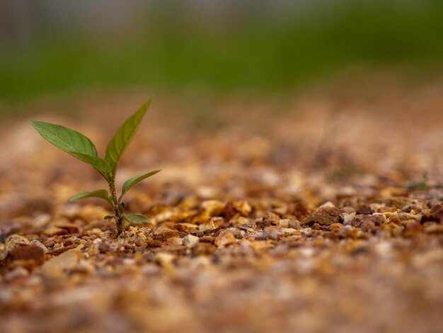 Foto primer plano de una planta que crece en el campo