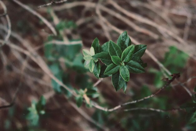 Primer plano de una planta que crece en el campo