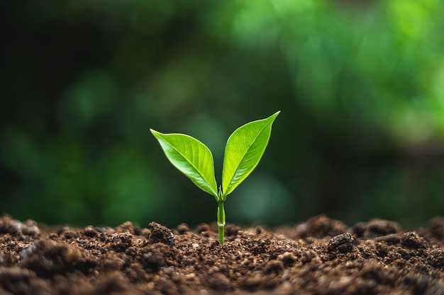 Primer plano de una planta que crece en el campo