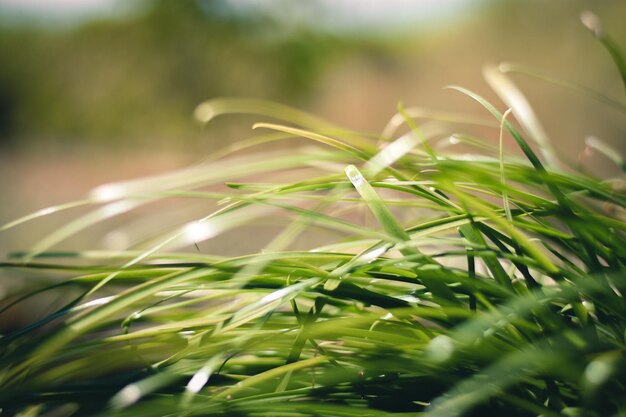 Foto primer plano de una planta que crece en el campo